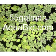 Dwarf Water Lettuce X20
