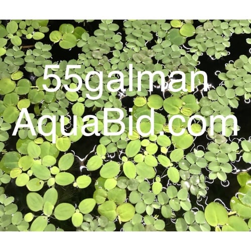 Dwarf Water Lettuce X20