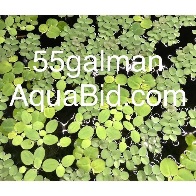 Dwarf Water Lettuce X20