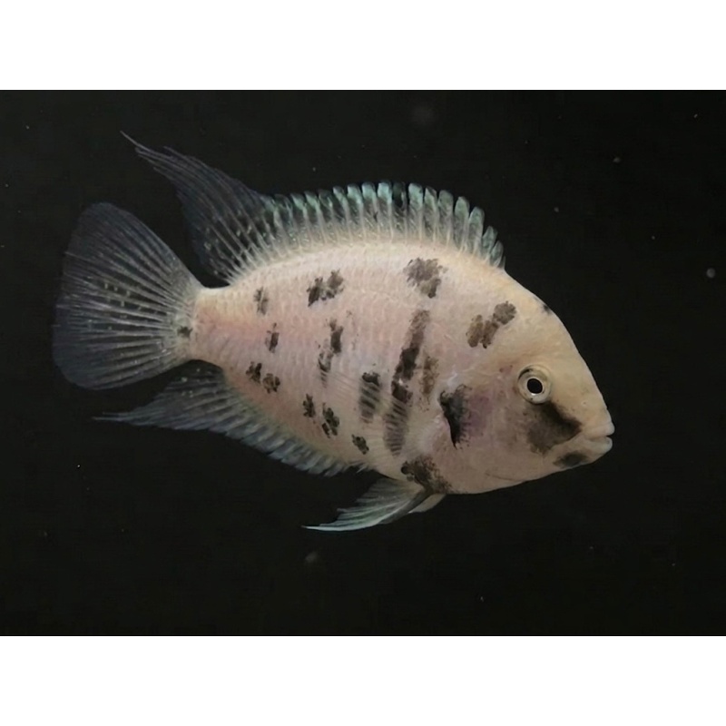 3-4" Marble Convict Cichlid - MALE
