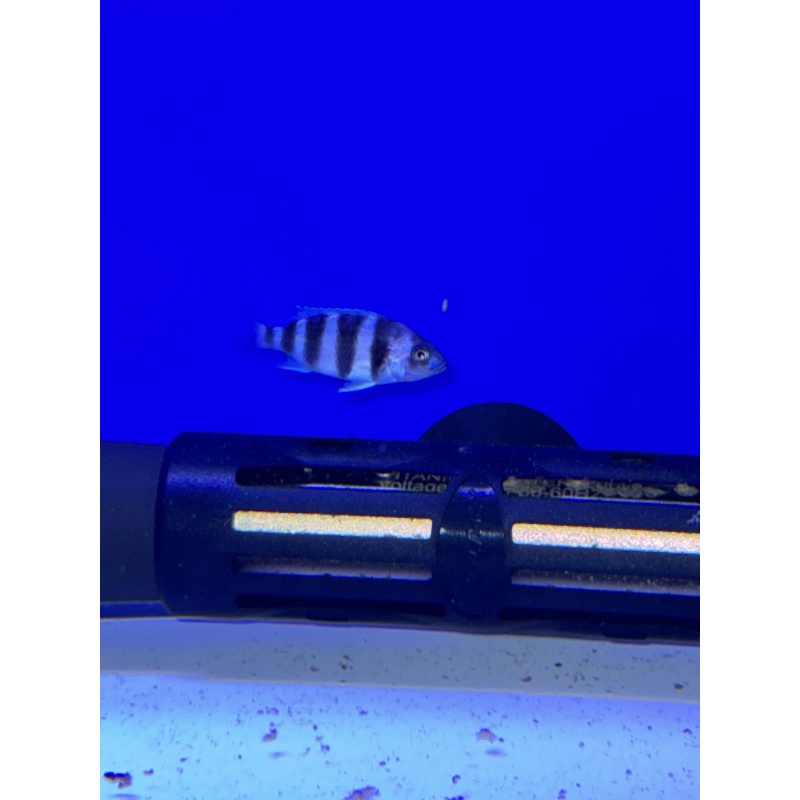 Frontosa - Moba Fry