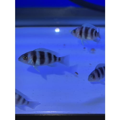 Frontosa - Moba Fry