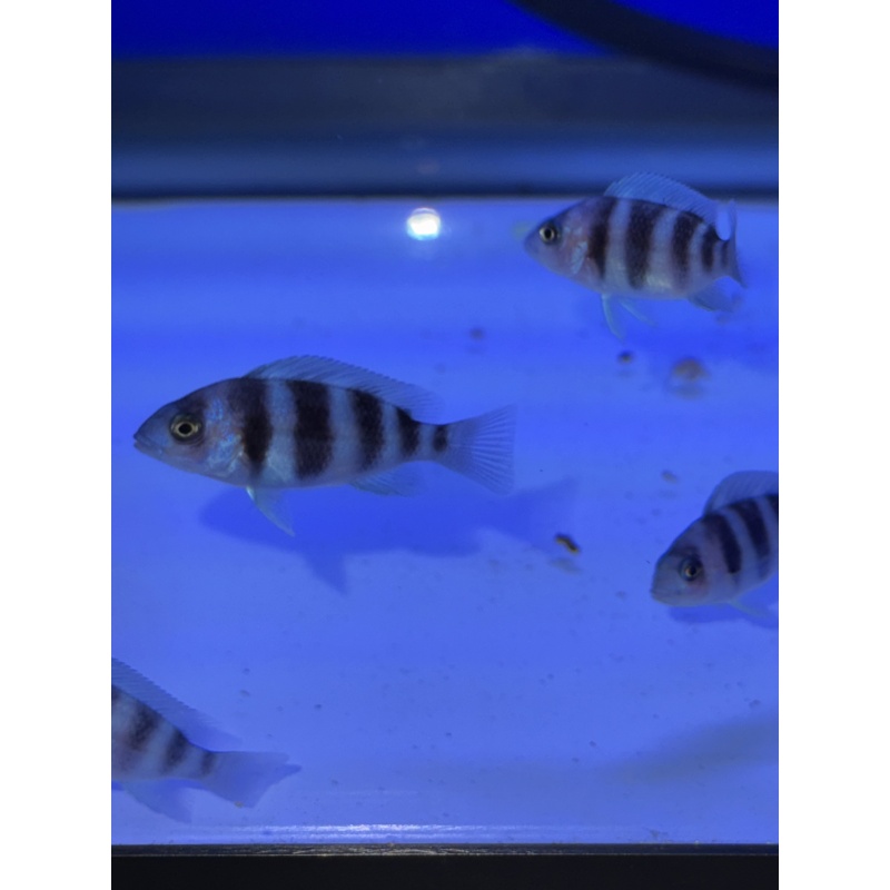 Frontosa - Moba Fry