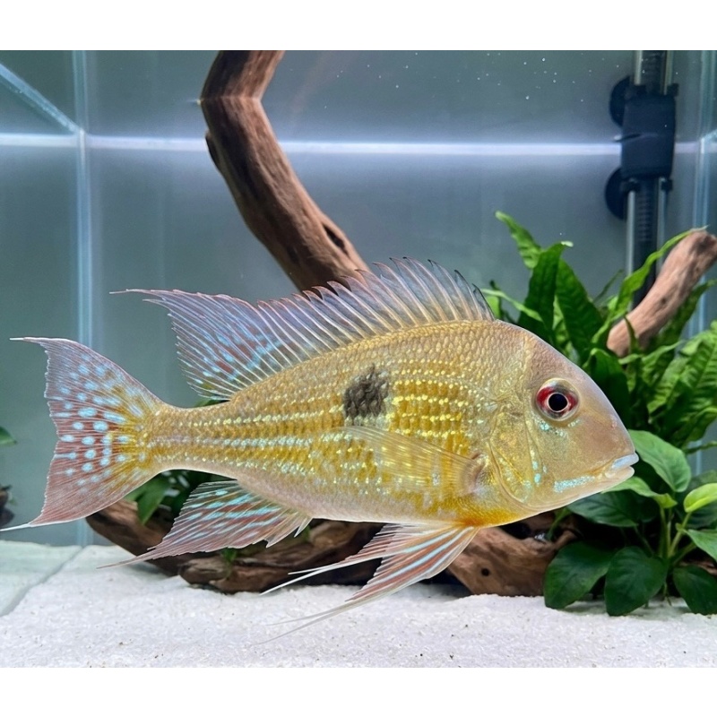 5-6" Geophagus Altifron