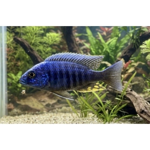 1"-2" Blue Orchid Peacock ((5 pack))
