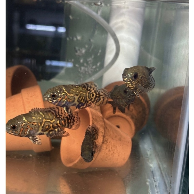 2-3" Red Tiger Oscar