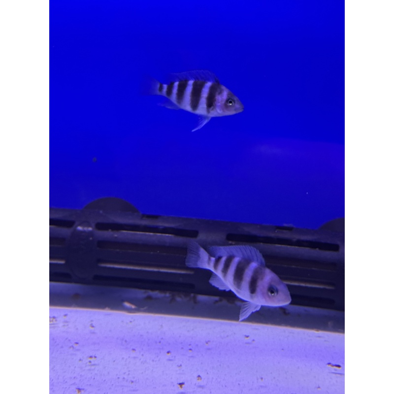 Frontosa - Moba Fry