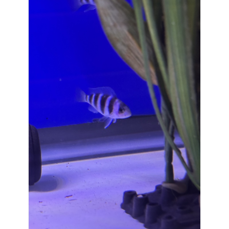 Frontosa - Moba Fry