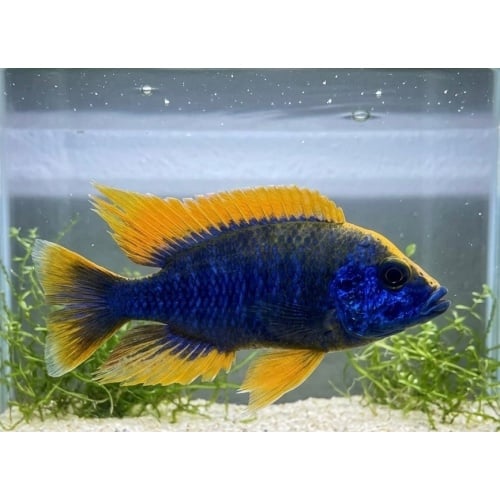 1"-2" Lemon Jake ((5 PACK))