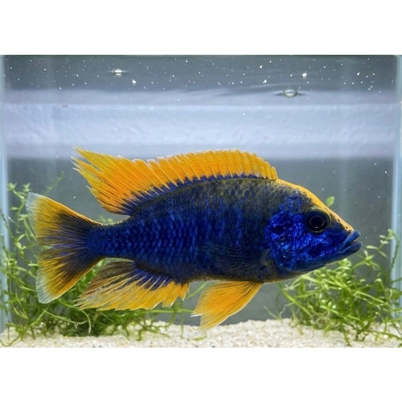 1"-2" Lemon Jake ((5 PACK))