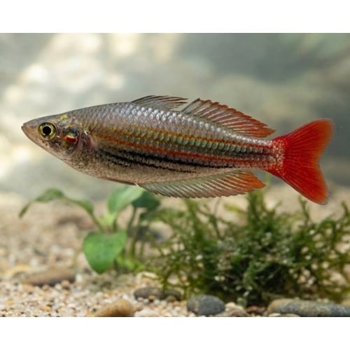 1"-2" Western Rainbowfish ((5 Pack))