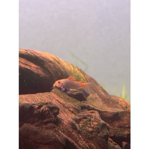 10 Fireball Cory”s