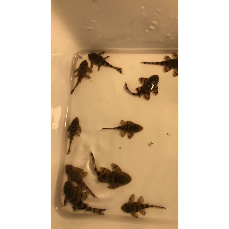 6 L397  Alenquer  Tiger  Pleco.