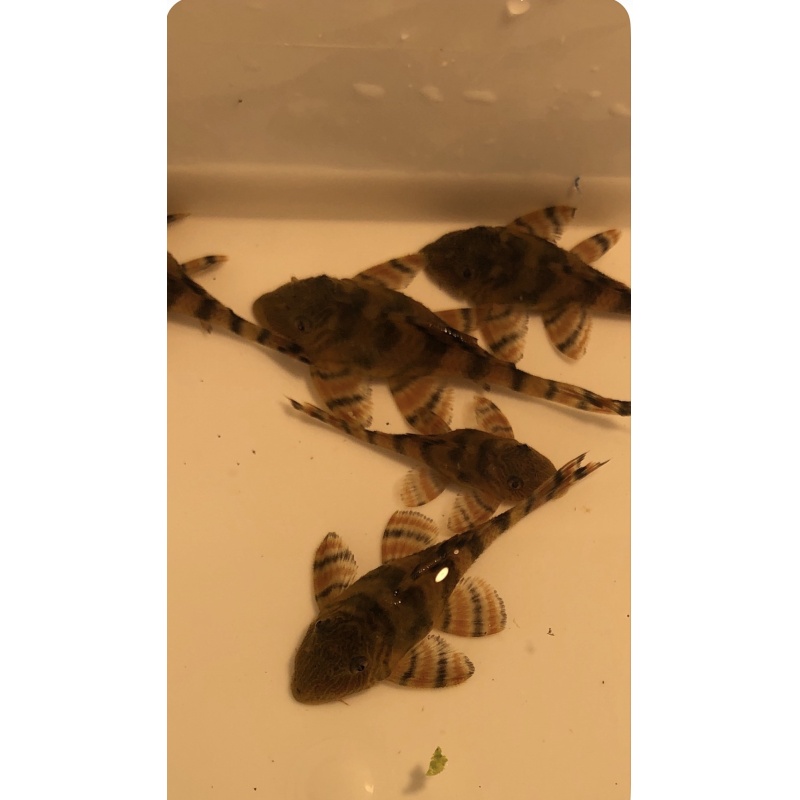 (10) L397  Alenquer  Tiger  Pleco.