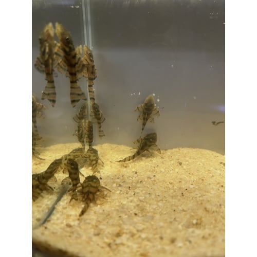 (10) L397  Alenquer  Tiger  Pleco.