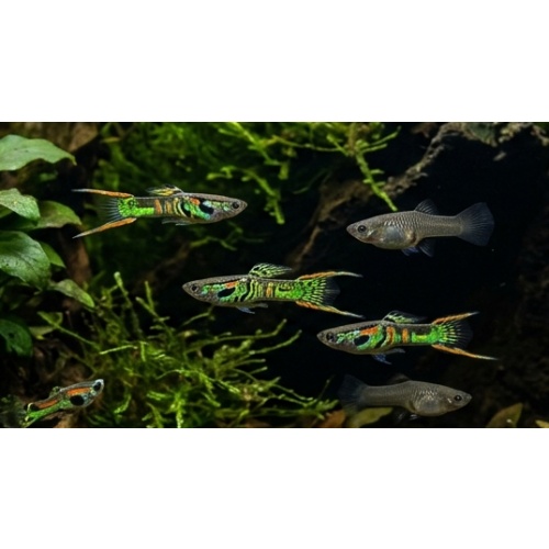 Green Tiger Endler (10 PACK)