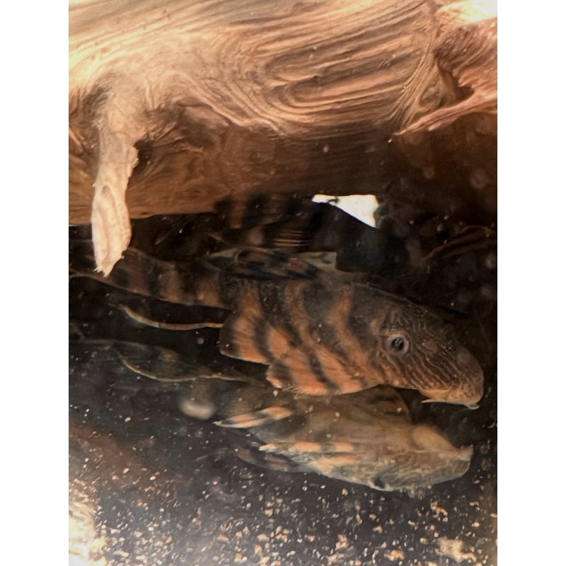 (10) L397  Alenquer  Tiger  Pleco.