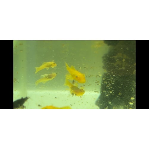 Blue Eyed Lemon Bristlenose - 6 pack 1-1.5”