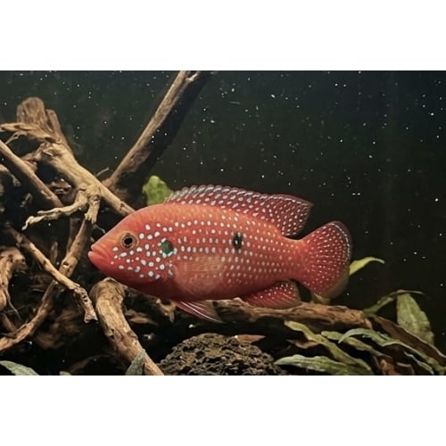 Red Jewel Cichlid (2-3" Unsexed)