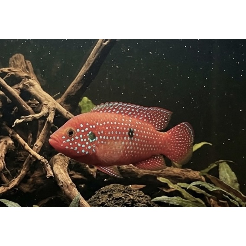 Red Jewel Cichlid (2-3" Unsexed)