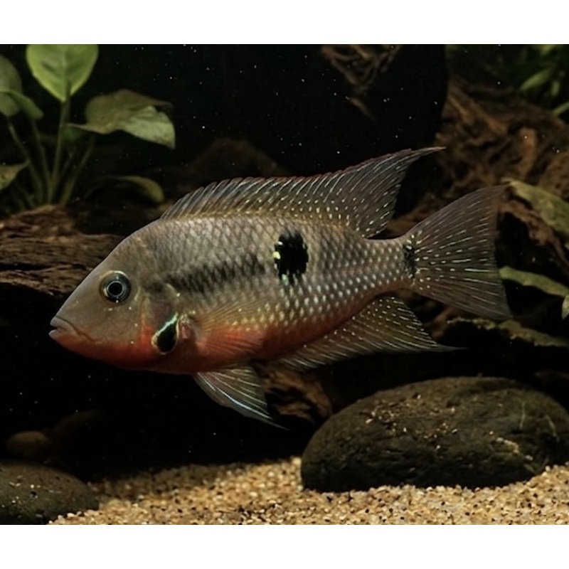 Firemouth Cichlid (2-3" Unsexed)
