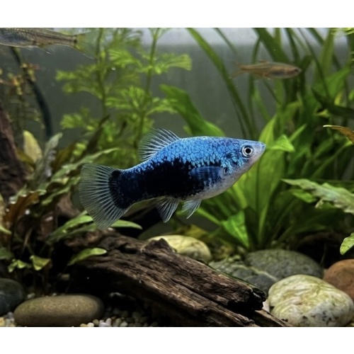 Blue Tuxedo Platy (5 PACK)