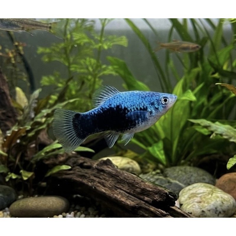 Blue Tuxedo Platy (5 PACK)
