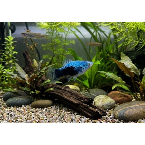 Blue Tuxedo Platy (10 PACK)