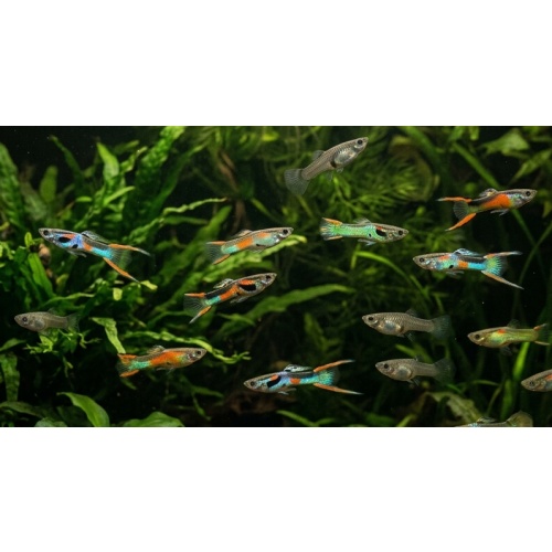 Assorted Endler (5 PACK)