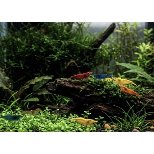Assorted Neocaridina Shrimp ((25 Pack))