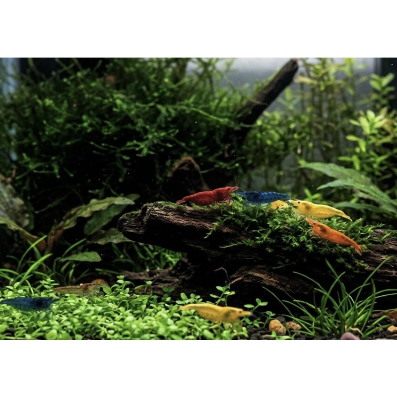 Assorted Neocaridina Shrimp ((25 Pack))