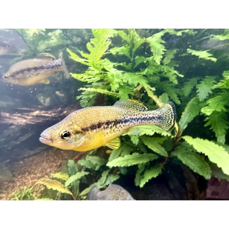 Trout Goodieds - 2 Young, Sexed Pairs
