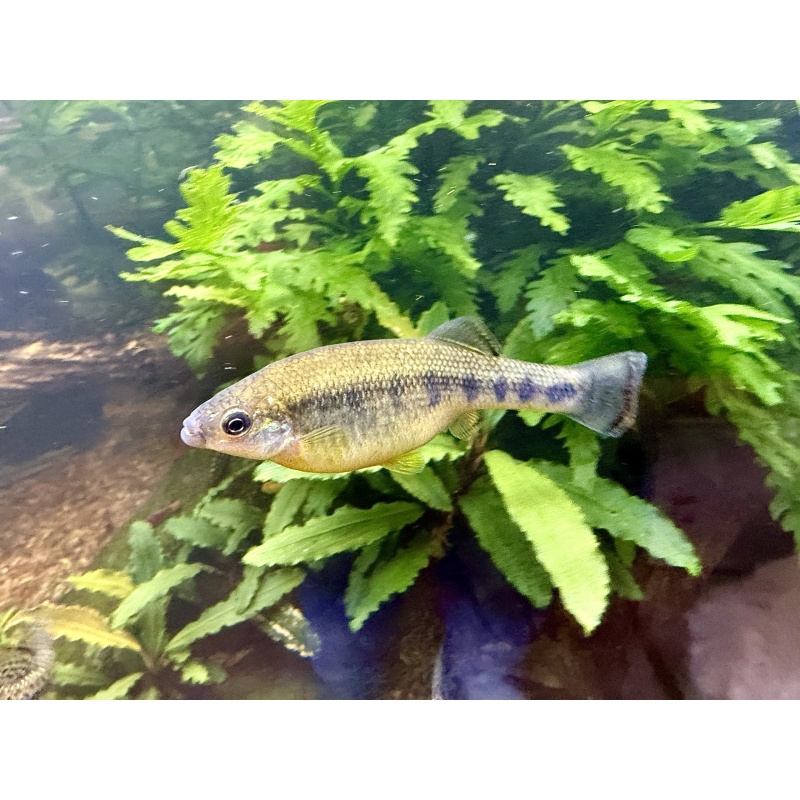 Trout Goodieds - 2 Young, Sexed Pairs