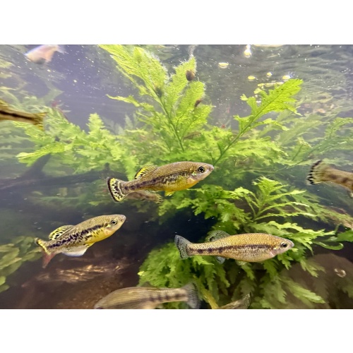 Trout Goodieds - 2 Young, Sexed Pairs