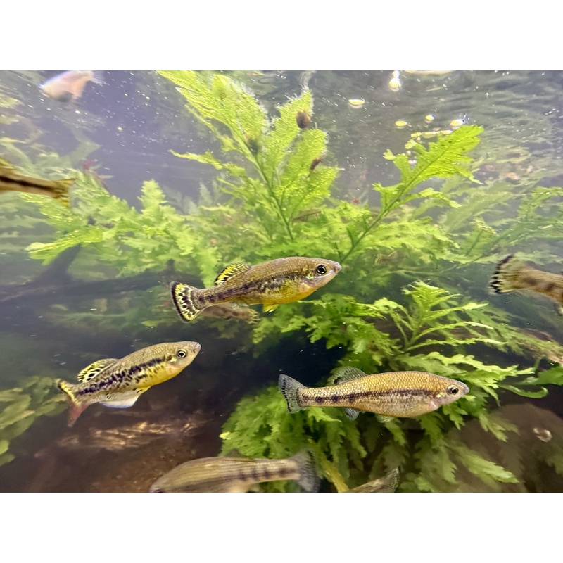 Trout Goodieds - 2 Young, Sexed Pairs