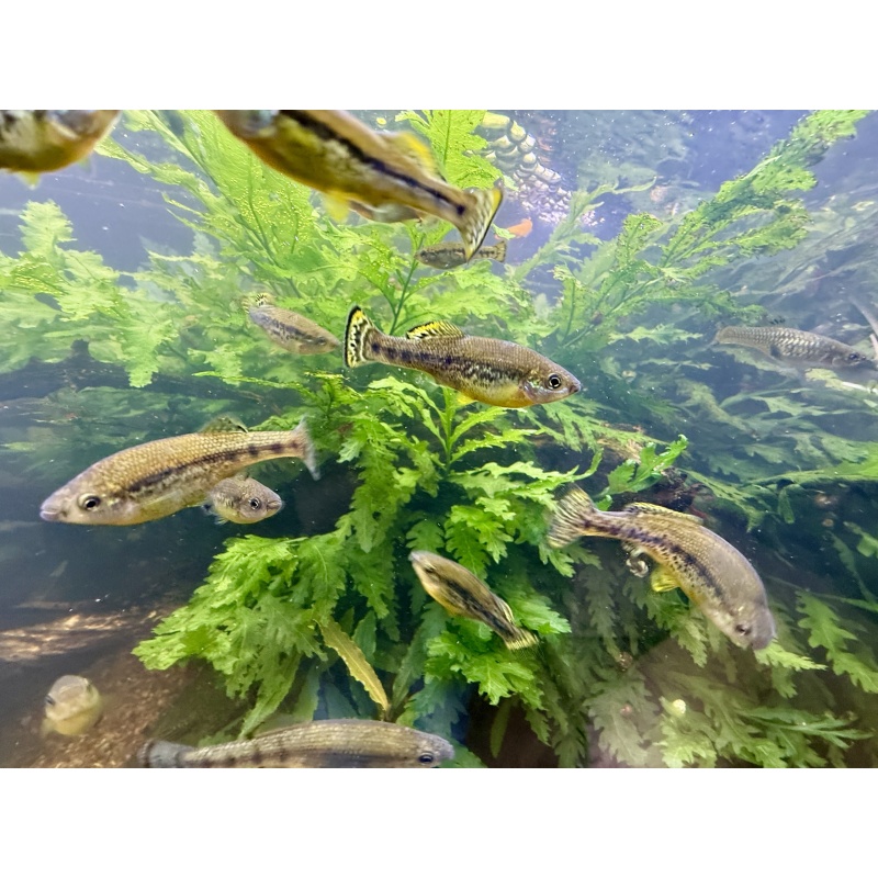 Trout Goodieds - 2 Young, Sexed Pairs