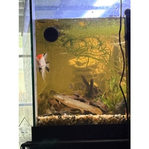 Bichir