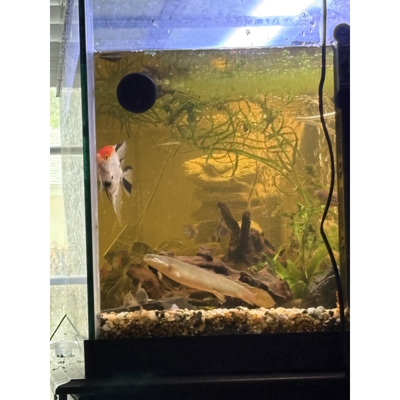 Bichir