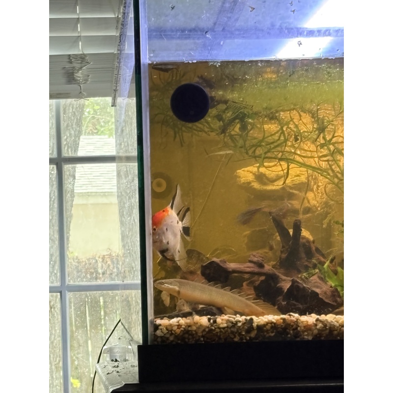 Bichir