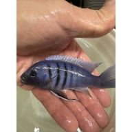 White Top Hara 5” Male