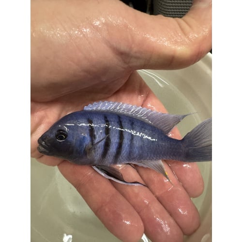 White Top Hara 5” Male