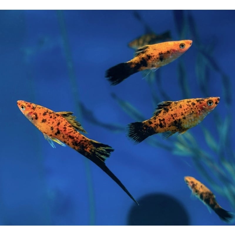 Painted Swordtail (5 PACK)