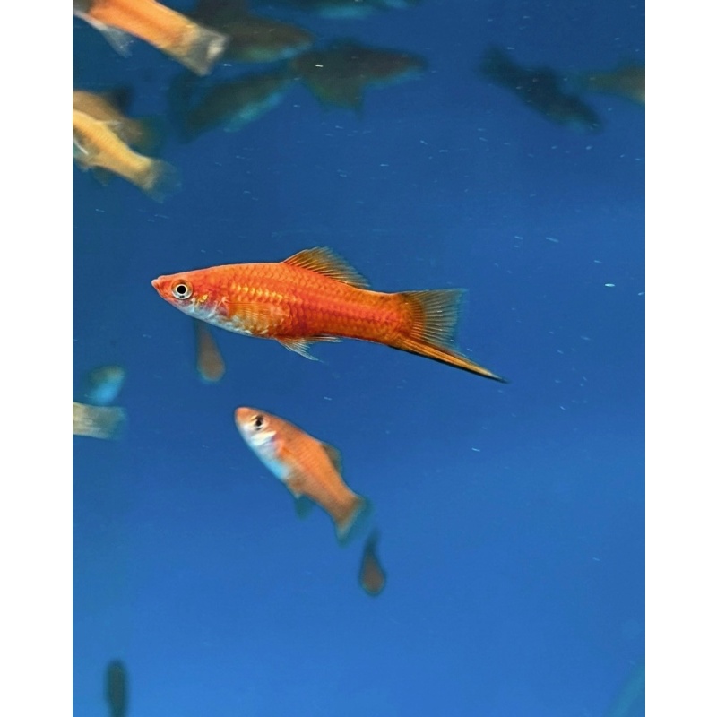 Brick Swordtail (5 PACK)