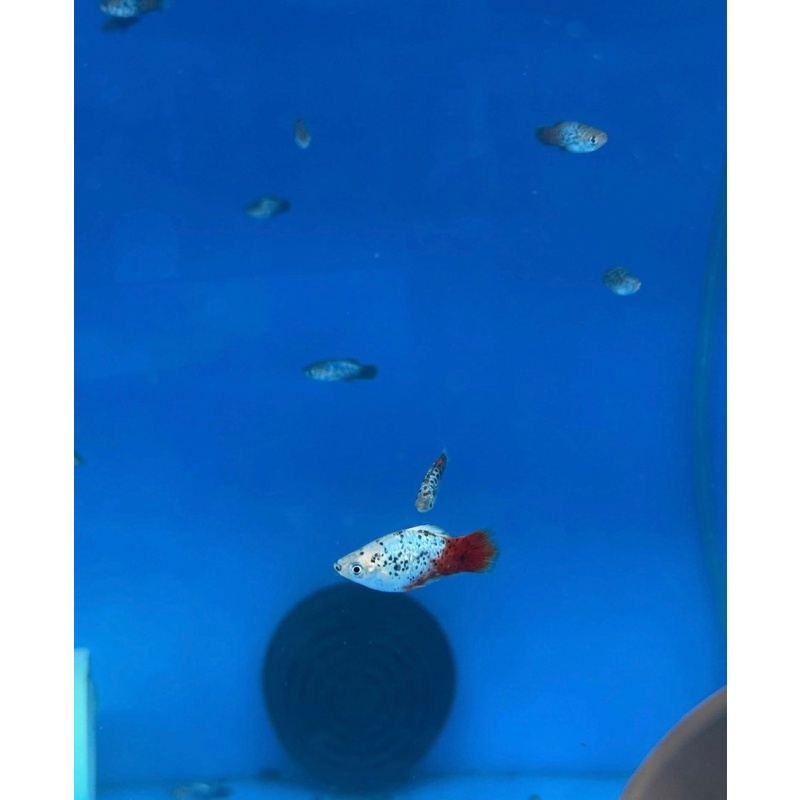 Blue Coral Platy (10 PACK)
