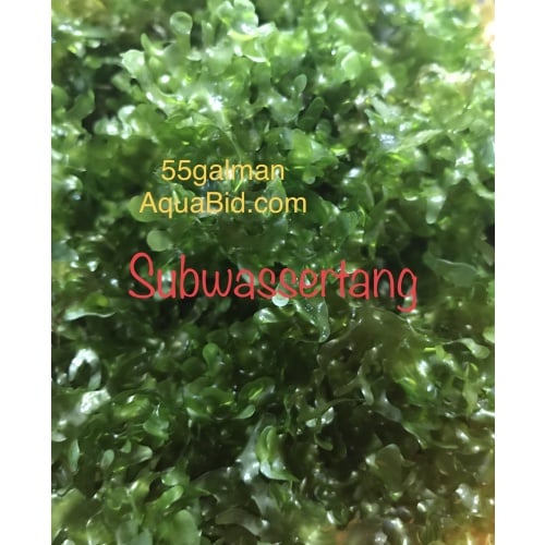 Subwassertang loose golf ball portion (snail free)