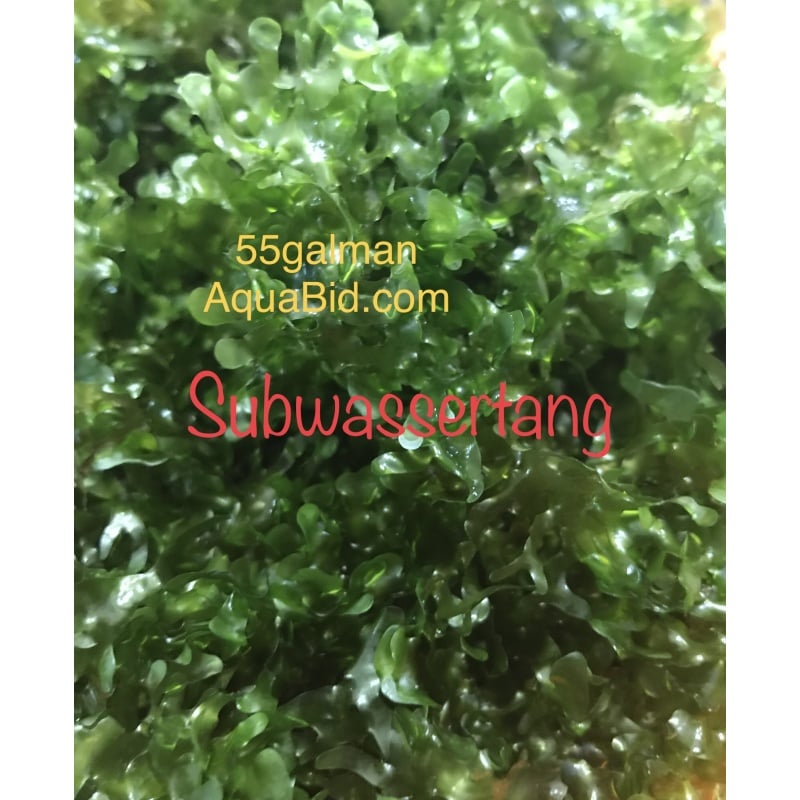Subwassertang loose golf ball portion (snail free)