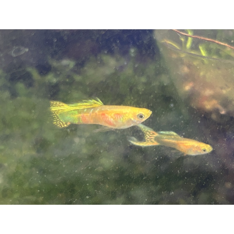 Ginga Sulphureus Guppies!