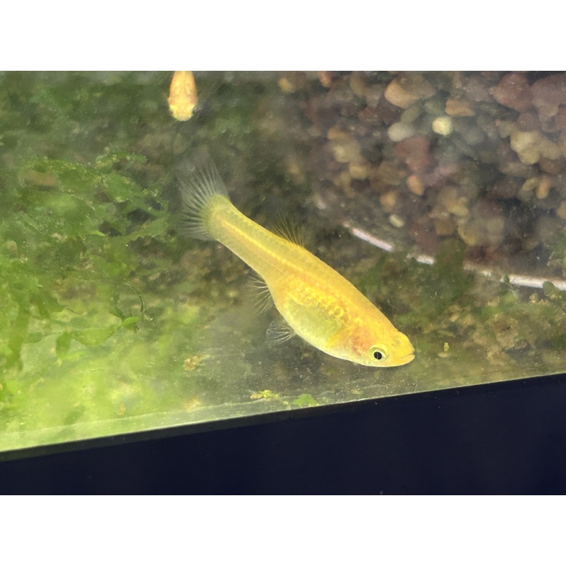 Ginga Sulphureus Guppies!