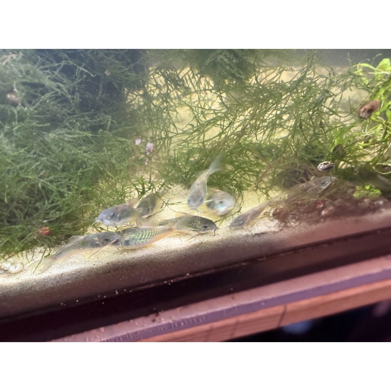 6 Bronze Cory (Corydoras aeneus – Green Variant) – Home Raised