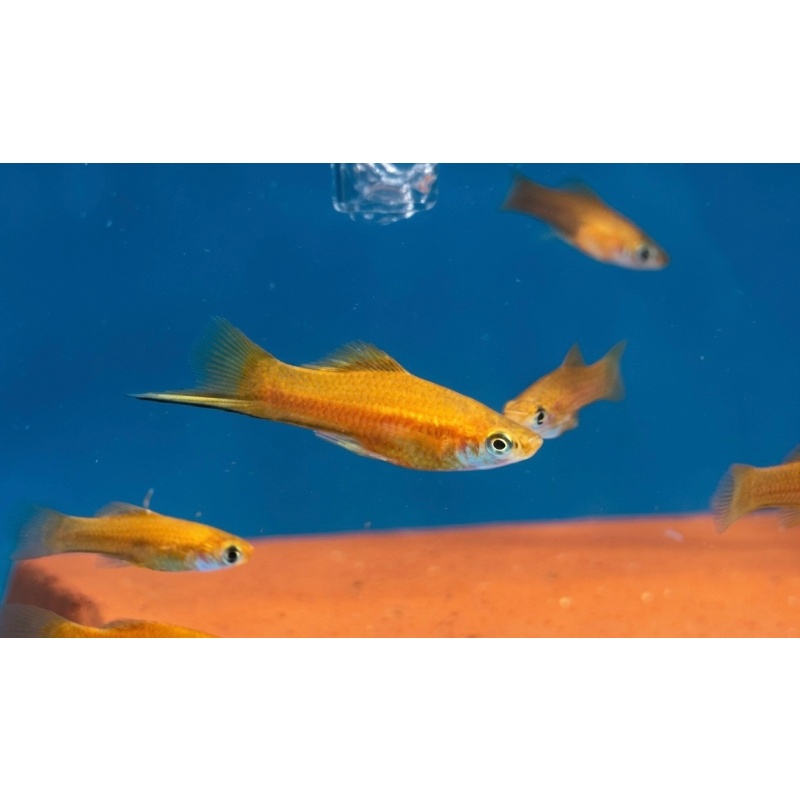 Pineapple Swordtail (5 PACK)